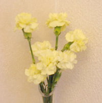 Bd37d9a02a88ddeba9f39ffc32052257