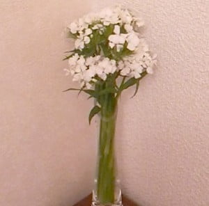 DSC 0084 2 e1465106074786