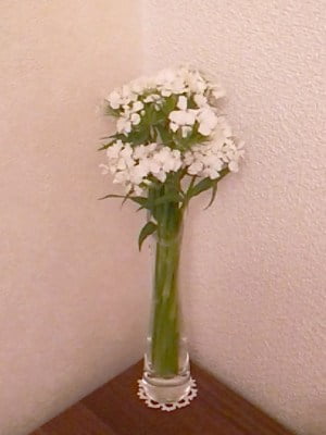 DSC 0084 2 e1465106074786