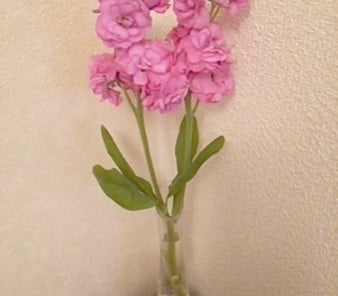 DSC 0040 1 e1465105178735