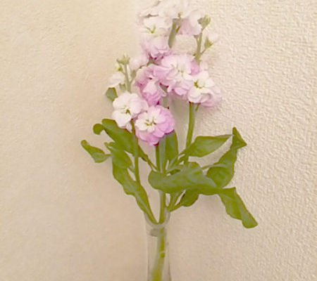 DSC 0001 e1492160901472