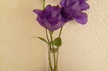 DSC 0060 e1492162145333