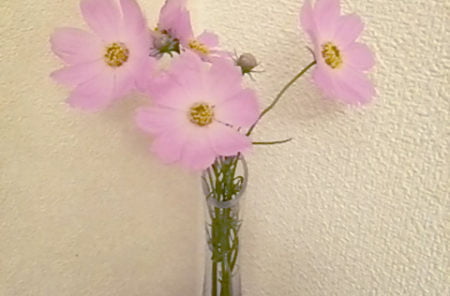 DSC 0016 e1491548227284