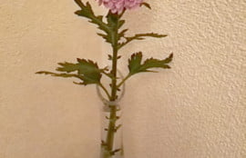 DSC 0204 1 e1489943050106