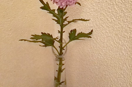 DSC 0204 1 e1489943050106