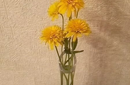 西洋たんぽぽの写真