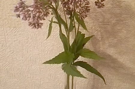 藤袴(フゾバカマ)の写真