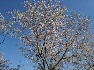 満開の桜1の写真