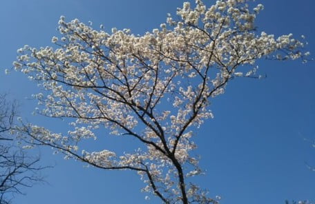 満開の桜2の写真