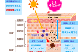 シミが出来るメカニズムのイラスト