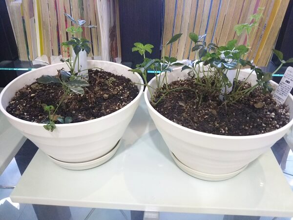 リールの水道水とmarbb水との植物の育ち方の違いの写真